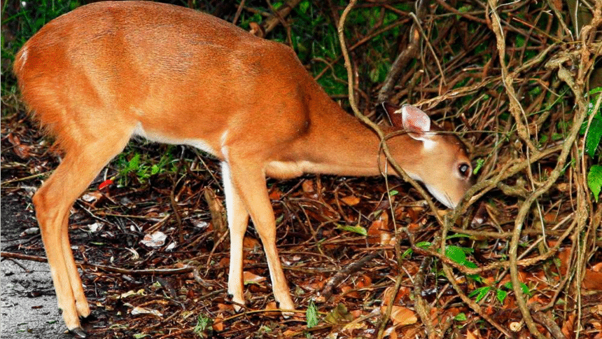 Venado silvestre como alternativa climática a la res