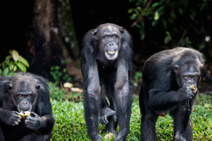 猴子醉酒 黑猩猩研究