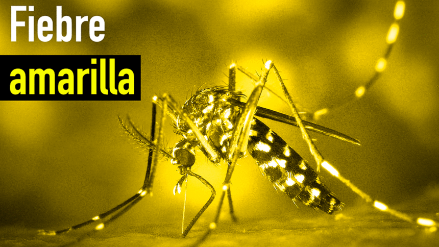 Fiebre amarilla: vacunación hoy