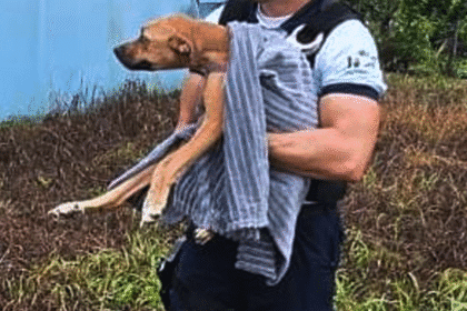 Policía Turística rescata perro abandonado en Golfito.