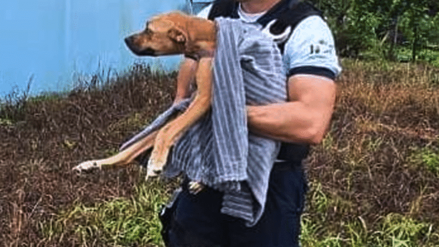 Policía Turística rescata perro abandonado en Golfito.