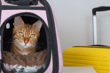 Veterinario revisando a un perro y un gato para cumplir requisitos sanitarios de importación