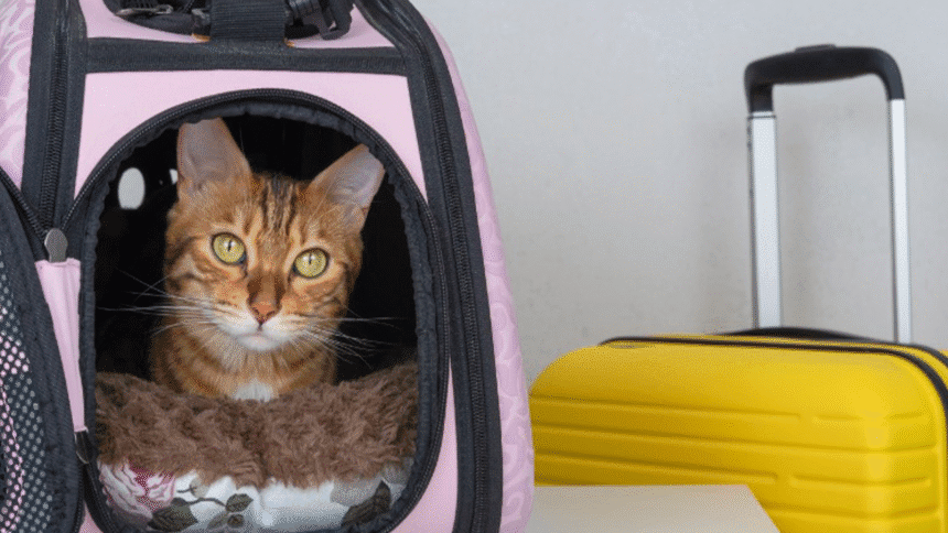 Veterinario revisando a un perro y un gato para cumplir requisitos sanitarios de importación