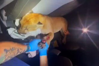 Puma atropellado en La Fortuna