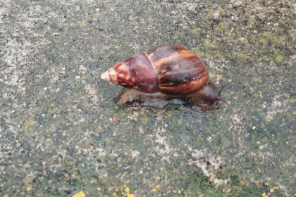 caracol gigante africano heredia costa rica
