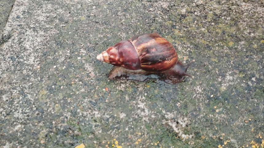 caracol gigante africano heredia costa rica