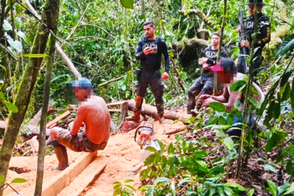 Fuerza Pública detecta tala ilegal en frontera norte