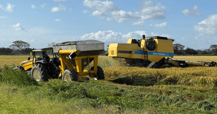 PRODUCTORES DE ARROZ