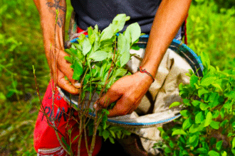 古柯叶种植 玻利维亚总统大选辩论现场