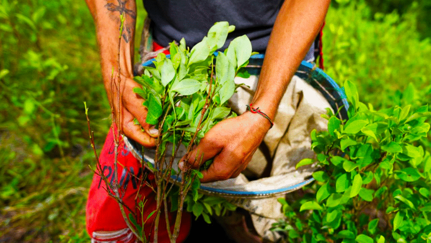 古柯叶种植 玻利维亚总统大选辩论现场