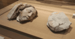 ¿Qué encontraron bajo Notre-Dame? Tesoros de la Roma antigua