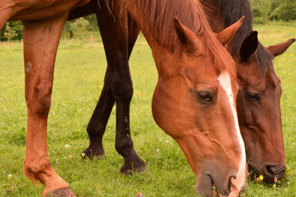 Tripanosomiasis en caballos Costa Rica casos SENASA