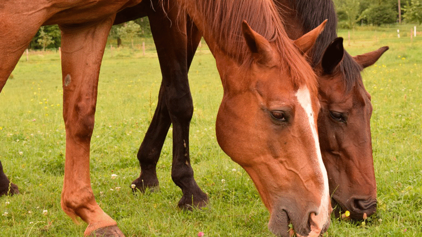 Tripanosomiasis en caballos Costa Rica casos SENASA