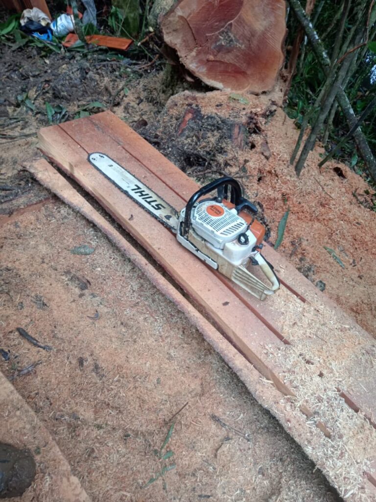 Fuerza Pública detecta tala ilegal en frontera norte