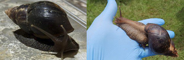 caracol gigante africano heredia costa rica