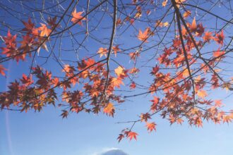 Ramas de arce rojo enmarcan al Monte Fuji nevado sobre el lago Kawaguchi, cielo despejado y orilla urbana al fondo
