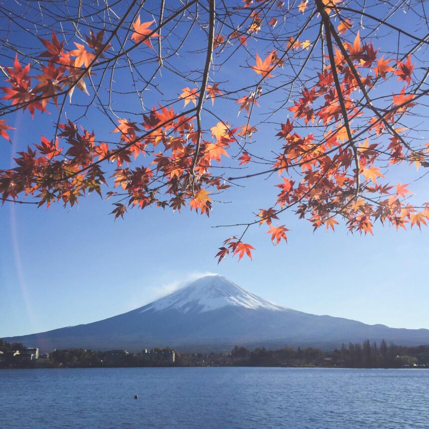 Ramas de arce rojo enmarcan al Monte Fuji nevado sobre el lago Kawaguchi, cielo despejado y orilla urbana al fondo